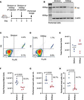 The exon-skipping oligonucleotide, KitStop, depletes tissue-resident mast cells in vivo to ameliorate anaphylaxis